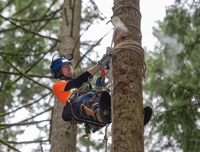 Becoming a Tree Climber: Training in the Trees