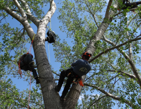 Courses for Arborists, Chainsaw Operators, High Angle Tree Care