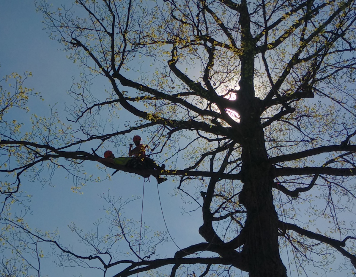Tree Climber Rescue and Emergency Preparedness Course