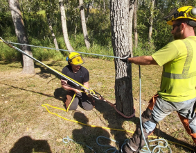 Courses for Arborists, Chainsaw Operators, High Angle Tree Care